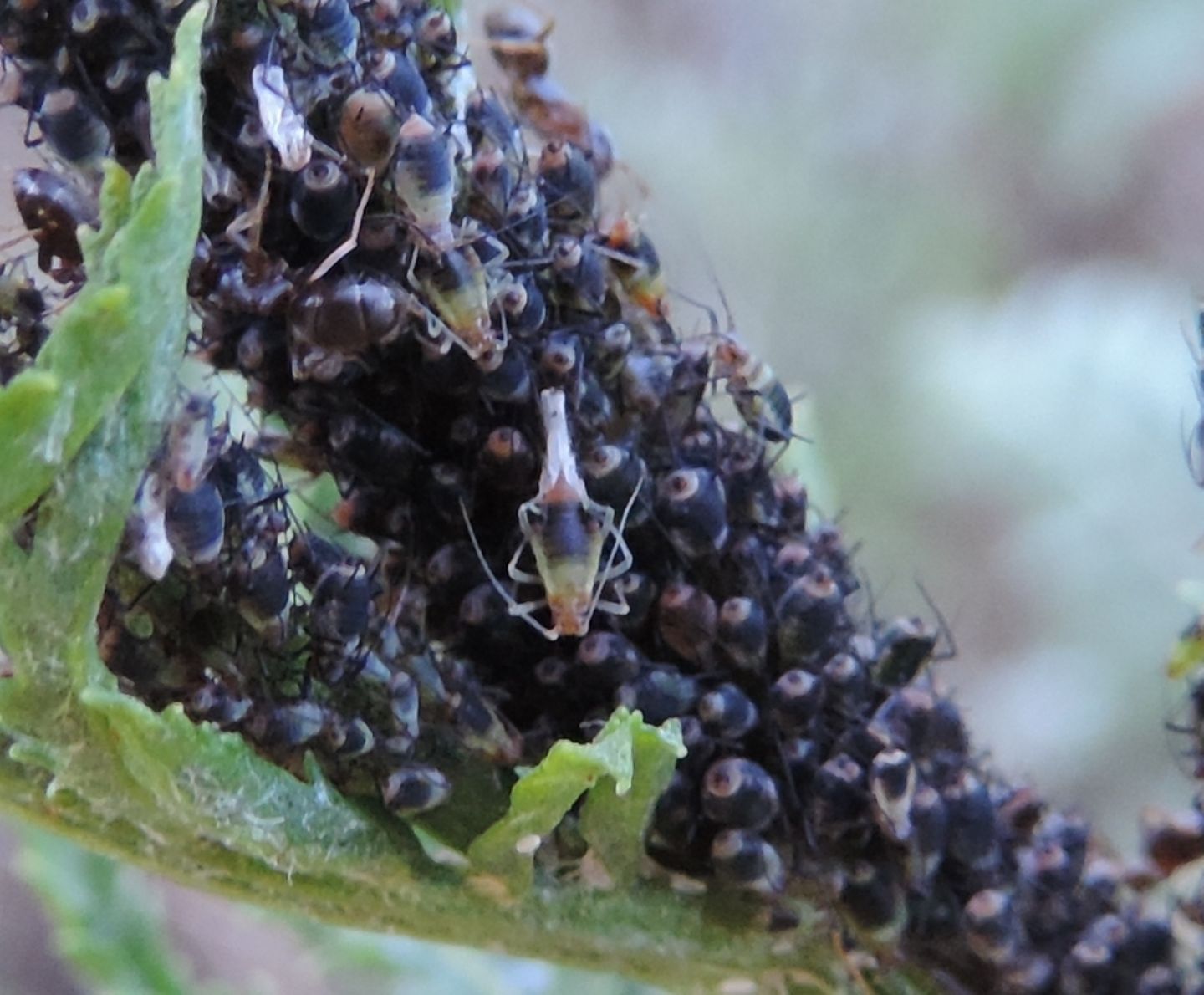 Afidi su Tanacetum:  Metopeurum fuscoviride (Aphididae)